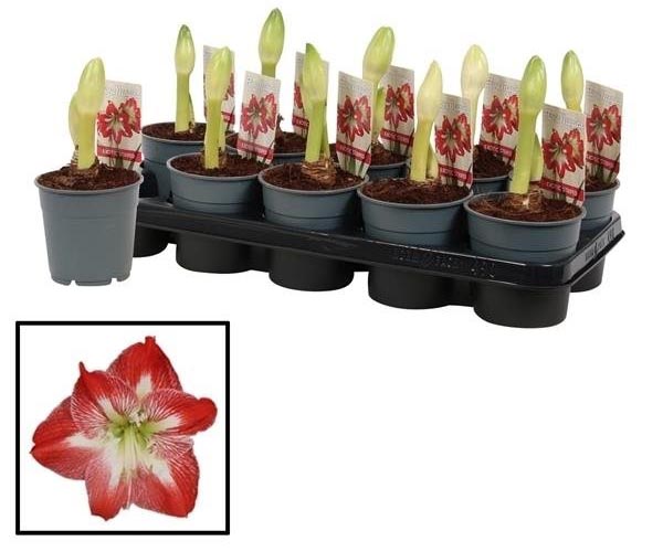 Amaryllisbol gestreept 1